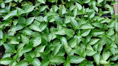 تصویر 1 از نشا فلفل دلمه‌ ای گلخانه ای با ریشه قوی و سالم